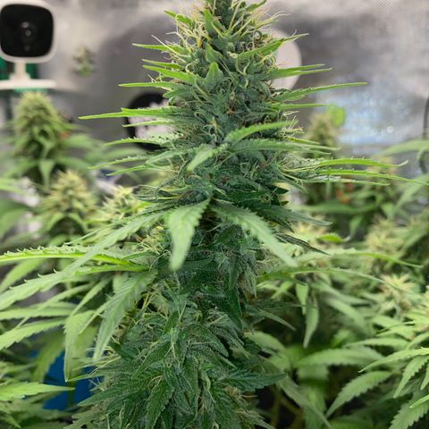 Joana #2 growlog timeline photo