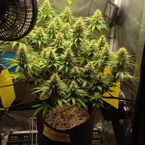 Joana #2 growlog timeline photo