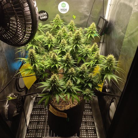 Joana #2 growlog timeline photo