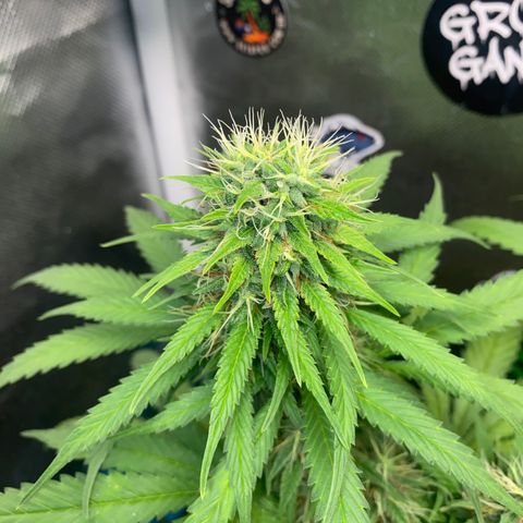 Joana #2 growlog timeline photo
