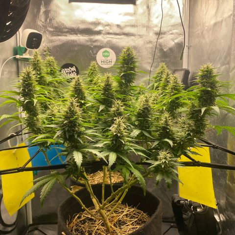 Joana #2 growlog timeline photo