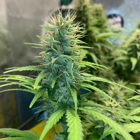 Joana #2 growlog timeline photo