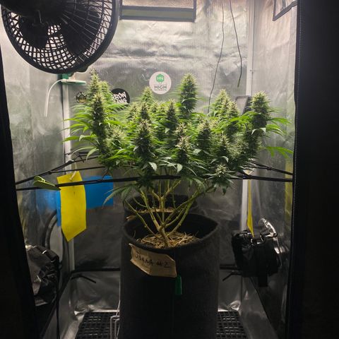 Joana #2 growlog timeline photo