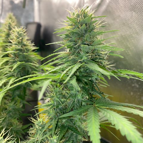 Joana #2 growlog timeline photo