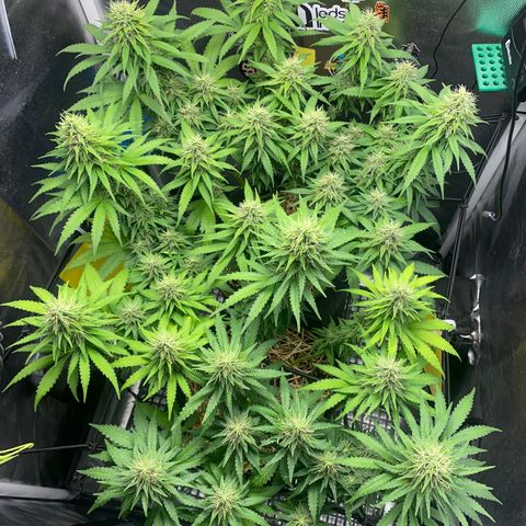 Joana #2 growlog timeline photo