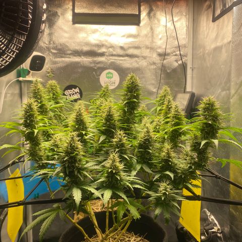 Joana #2 growlog timeline photo