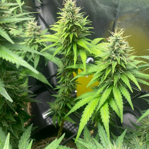 Joana #2 growlog timeline photo