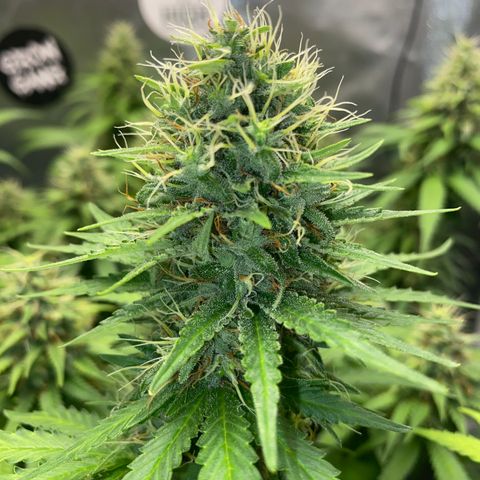 Joana #2 growlog timeline photo