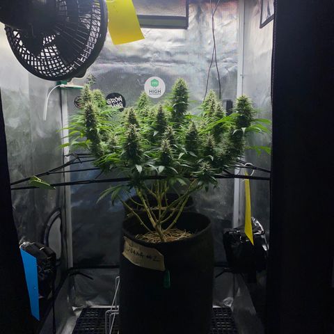 Joana #2 growlog timeline photo