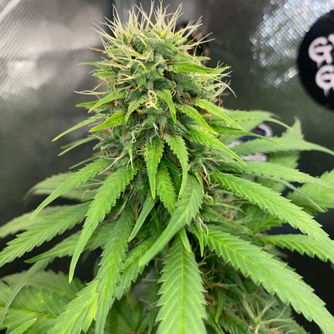 Joana #2 growlog timeline photo
