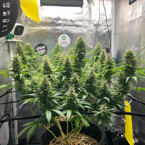 Joana #2 growlog timeline photo