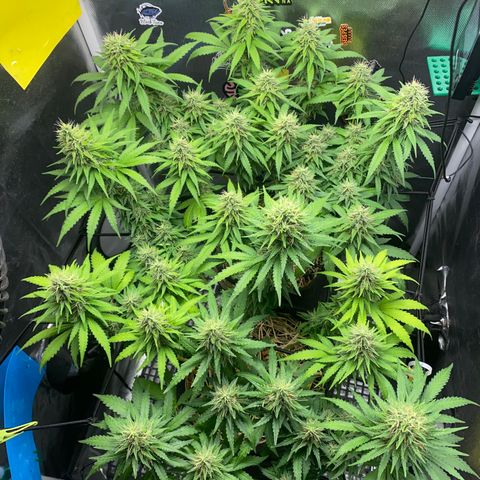 Joana #2 growlog timeline photo