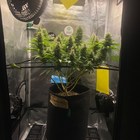 Joana #2 growlog timeline photo