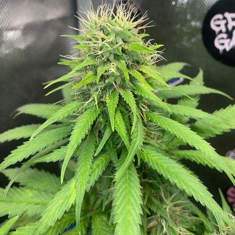 Joana #2 growlog timeline photo