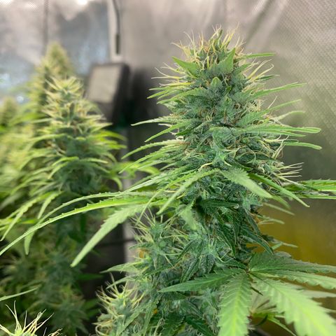 Joana #2 growlog timeline photo