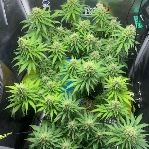 Joana #2 growlog timeline photo