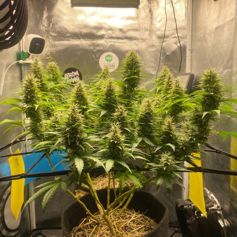 Joana #2 growlog timeline photo