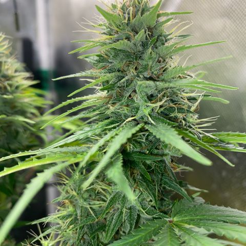 Joana #2 growlog timeline photo