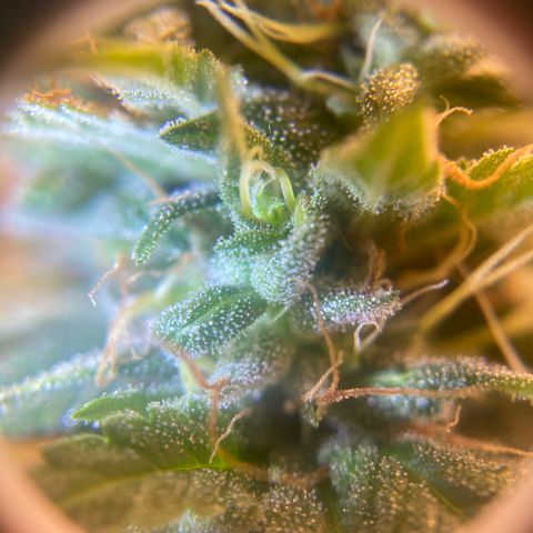 Joana #2 growlog timeline photo