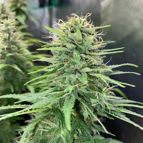 Joana #2 growlog timeline photo