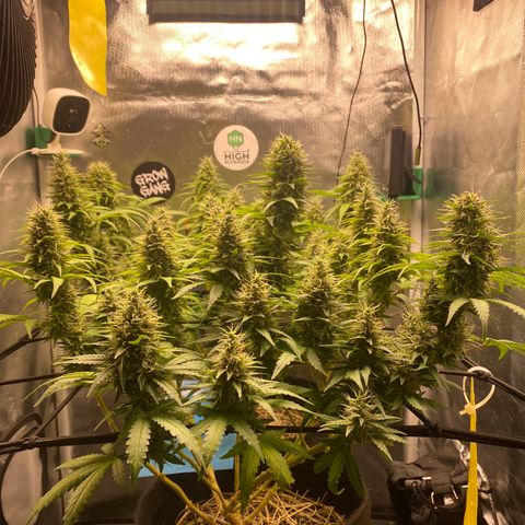 Joana #2 growlog timeline photo
