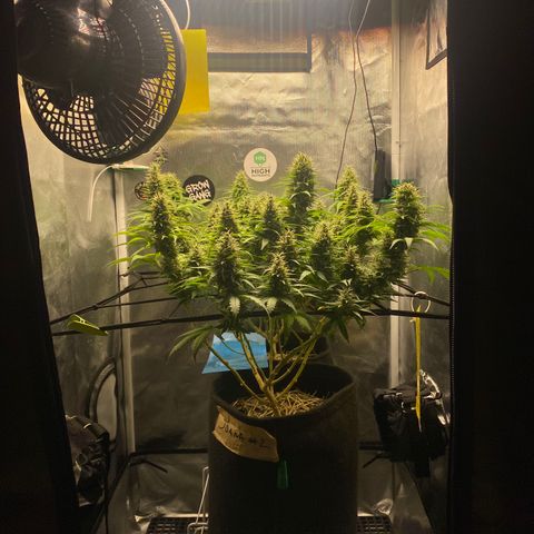 Joana #2 growlog timeline photo