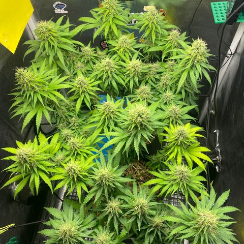 Joana #2 growlog timeline photo