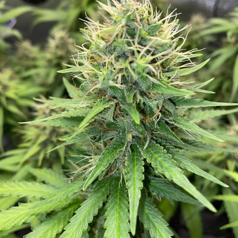 Joana #2 growlog timeline photo