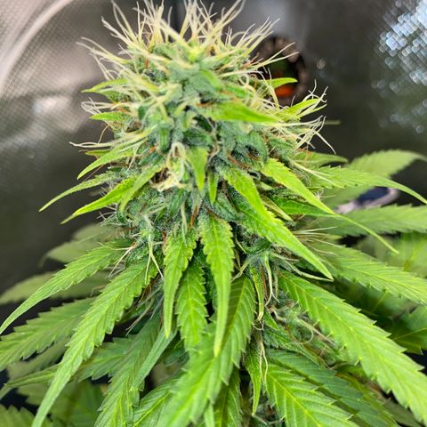 Joana #2 growlog timeline photo