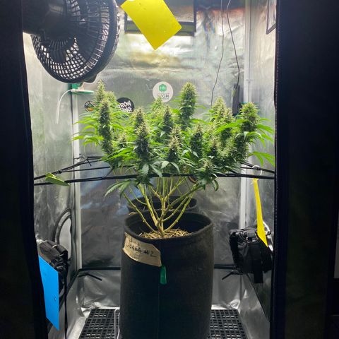 Joana #2 growlog timeline photo