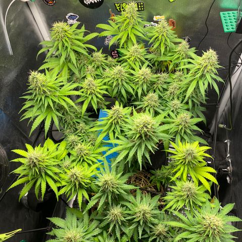 Joana #2 growlog timeline photo