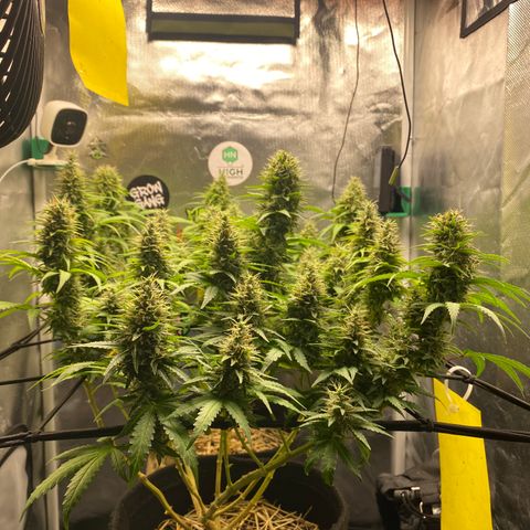 Joana #2 growlog timeline photo