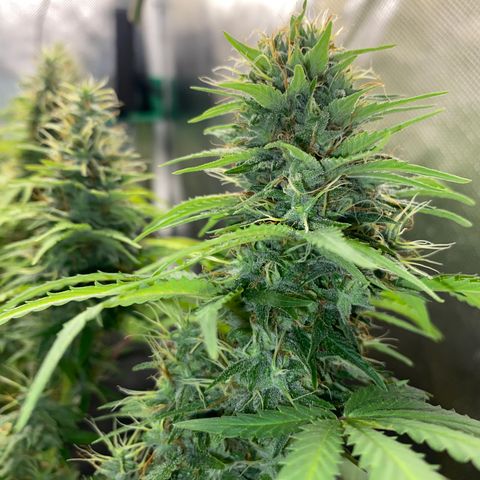 Joana #2 growlog timeline photo