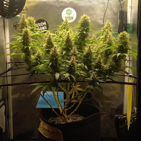 Joana #2 growlog timeline photo