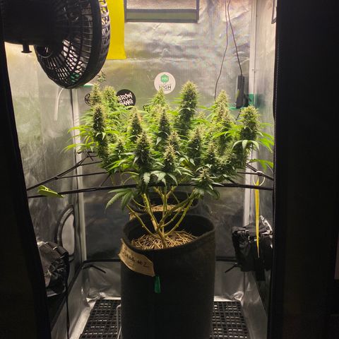 Joana #2 growlog timeline photo