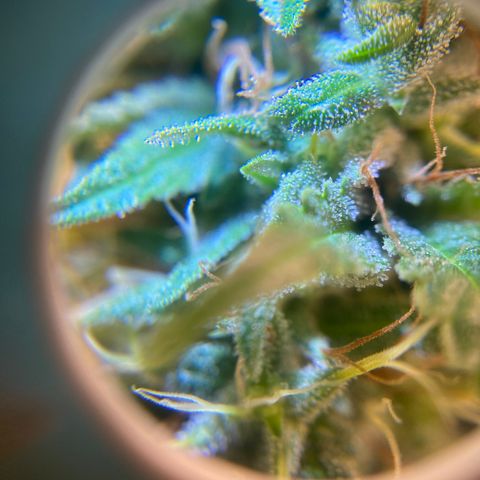 Joana #2 growlog timeline photo