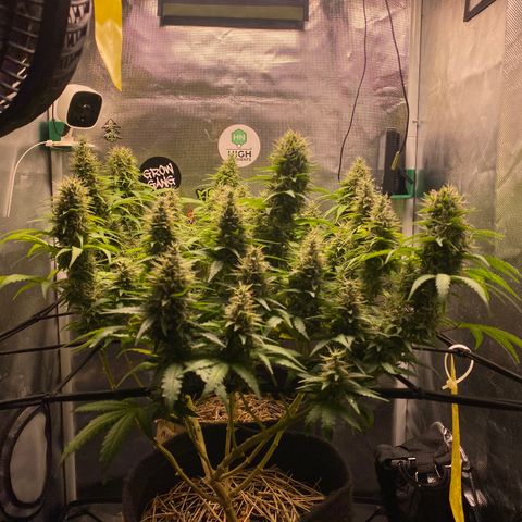 Joana #2 growlog timeline photo