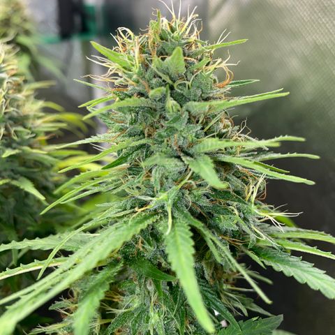 Joana #2 growlog timeline photo