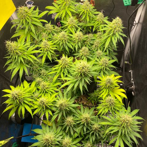 Joana #2 growlog timeline photo