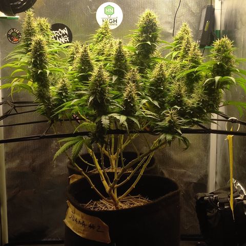 Joana #2 growlog timeline photo