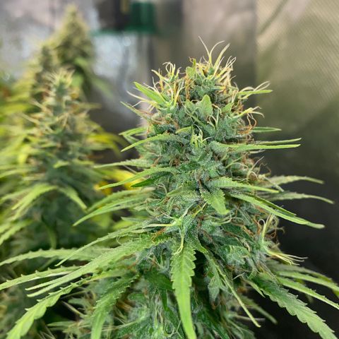 Maria #1 growlog timeline photo