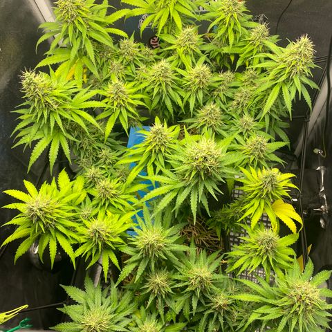 Maria #1 growlog timeline photo