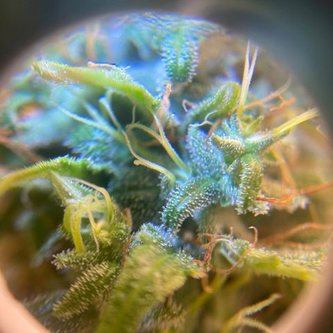 Maria #1 growlog timeline photo
