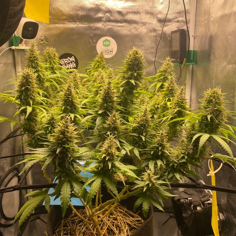 Maria #1 growlog timeline photo