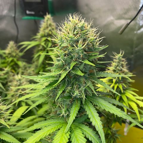 Joana #2 growlog timeline photo