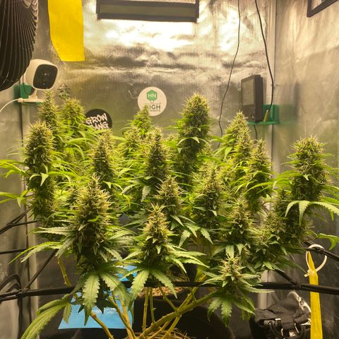 Joana #2 growlog timeline photo