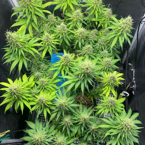Joana #2 growlog timeline photo