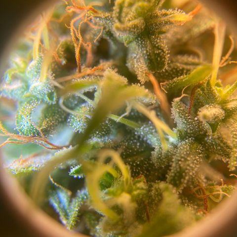 Joana #2 growlog timeline photo