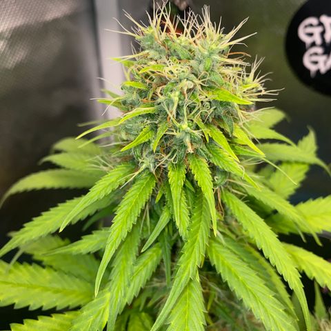 Joana #2 growlog timeline photo