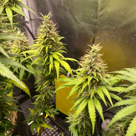 Joana #2 growlog timeline photo